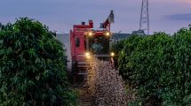 Imagen de En Brasil cosechan soja entre filas de café con una máquina innovadora: ¿llegará a la fruticultura de la Patagonia?