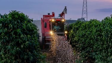 Brasil: la máquina con que cosechan soja entre filas de café y que ¿podría llegar a la fruticultura de la Patagonia?