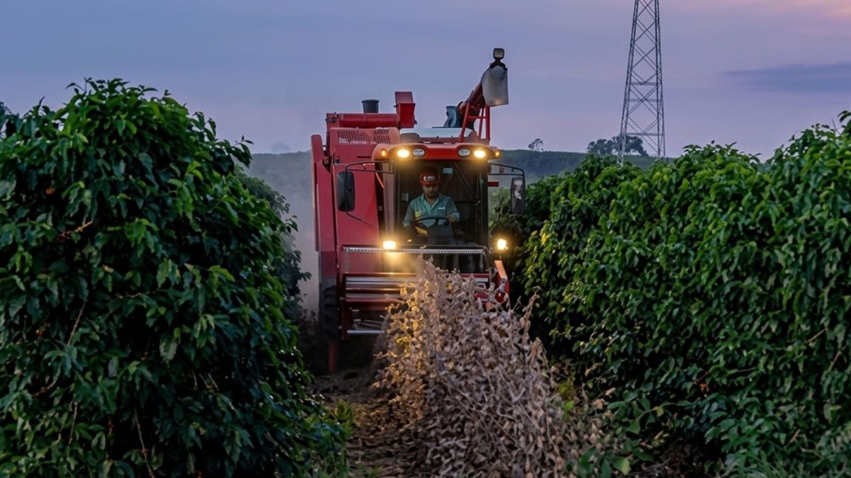 Cosecha de soja entre filas de café en Brasil.