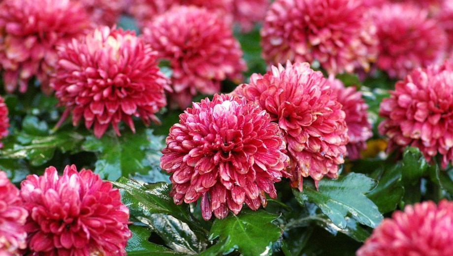 Mientras muchas plantas entran en reposo, el crisantemo hace todo lo contrario: se activa, florece y resiste.