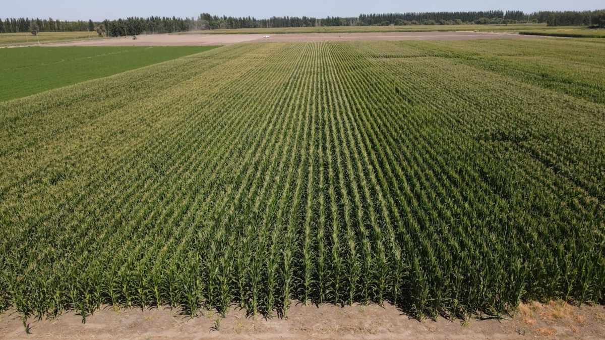 Maíz en el Alto Valle: la alianza entre Podlesch y Koppert también acompaña la diversificación productiva que sucede en la región.