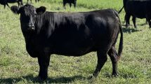 Imagen de Llegamos al techo de precios en la ganadería: los nuevos negocios que se avecinan 