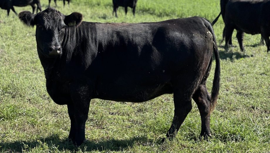 La ganadería argentina va en camino a transformarse en el negocio que siempre debió haber sido. Foto: gentileza Darío Colombatto.