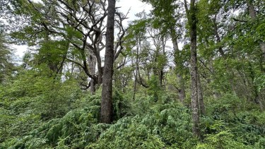Pinos, sauce exótico y rosa mosqueta: el desafío del Parque Lanín para restaurar el bosque nativo