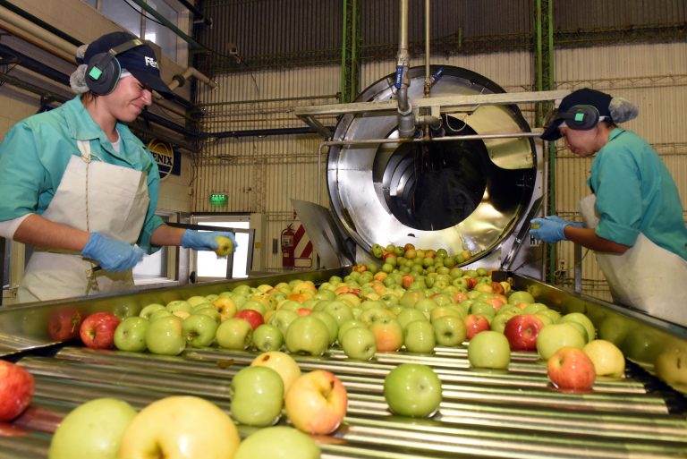Fénix procesa decenas de miles de toneladas de frutas al año. Del norte de la Patagonia, provienen peras, manzanas y duraznos.