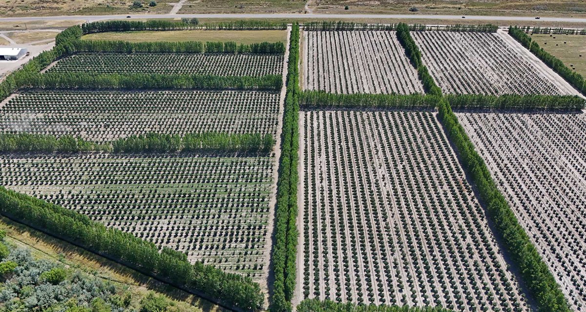 Plantación de avellanas en el Valle Inferior del río Negro. Ante los cambios en los hábitos de alimentación del mundo, el mercado de los frutos secos atraviesa un sostenido ciclo de auge.