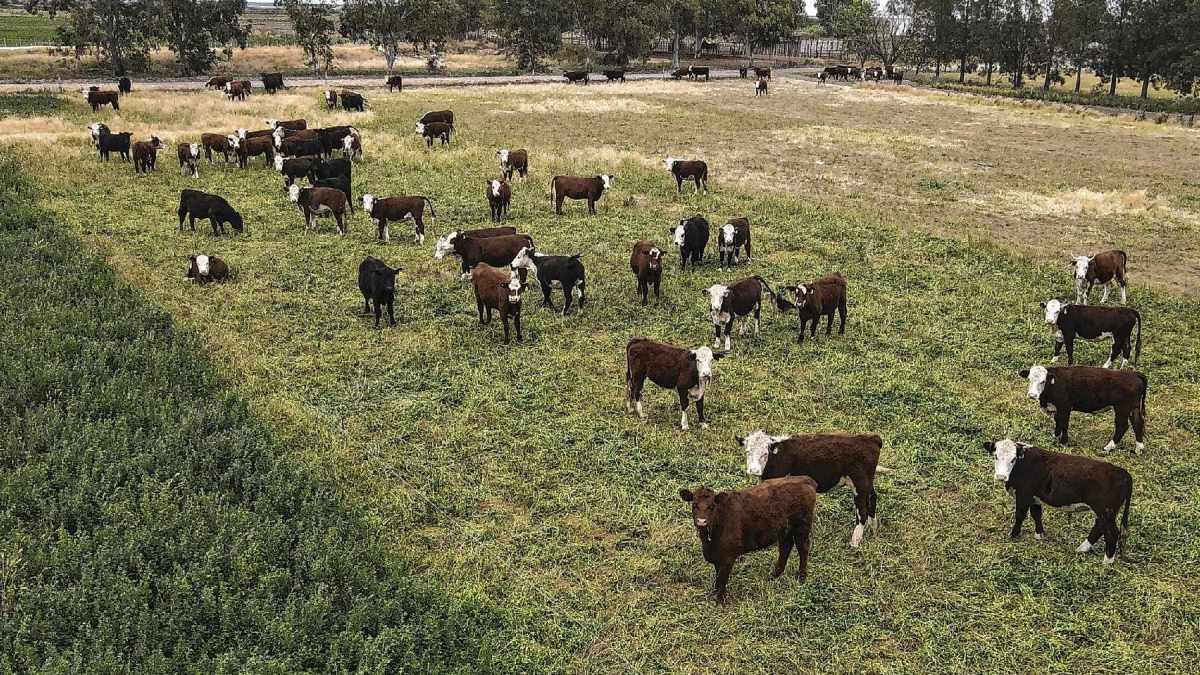 Ganadería pastoril sobre un cuadro de alfalfa en el valle de Viedma, Río Negro. Los rindes agrícolas y la eficiencia ganadera son altos en la región.