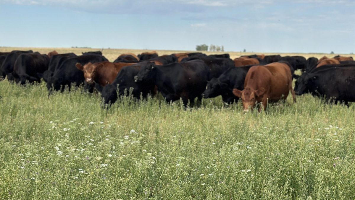 Hay quienes están convirtiendo terneros, novillos y hasta vacas para transformarlas en campo, propiedades urbanas o cualquier otro activo que esté subvaluado con respecto a la hacienda. 