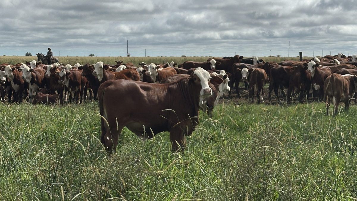 Los terneros más livianos deberían pasar por una etapa de corral de inicio para poder compensar el peso de los otros y llegar al invierno bien acomodados.