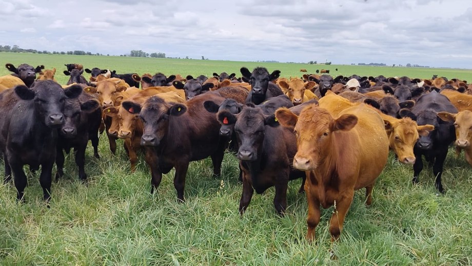 Con precios de la hacienda altos, es clave armar estrategias para la recría eficiente. Foto: gentileza Darío Colombatto.
