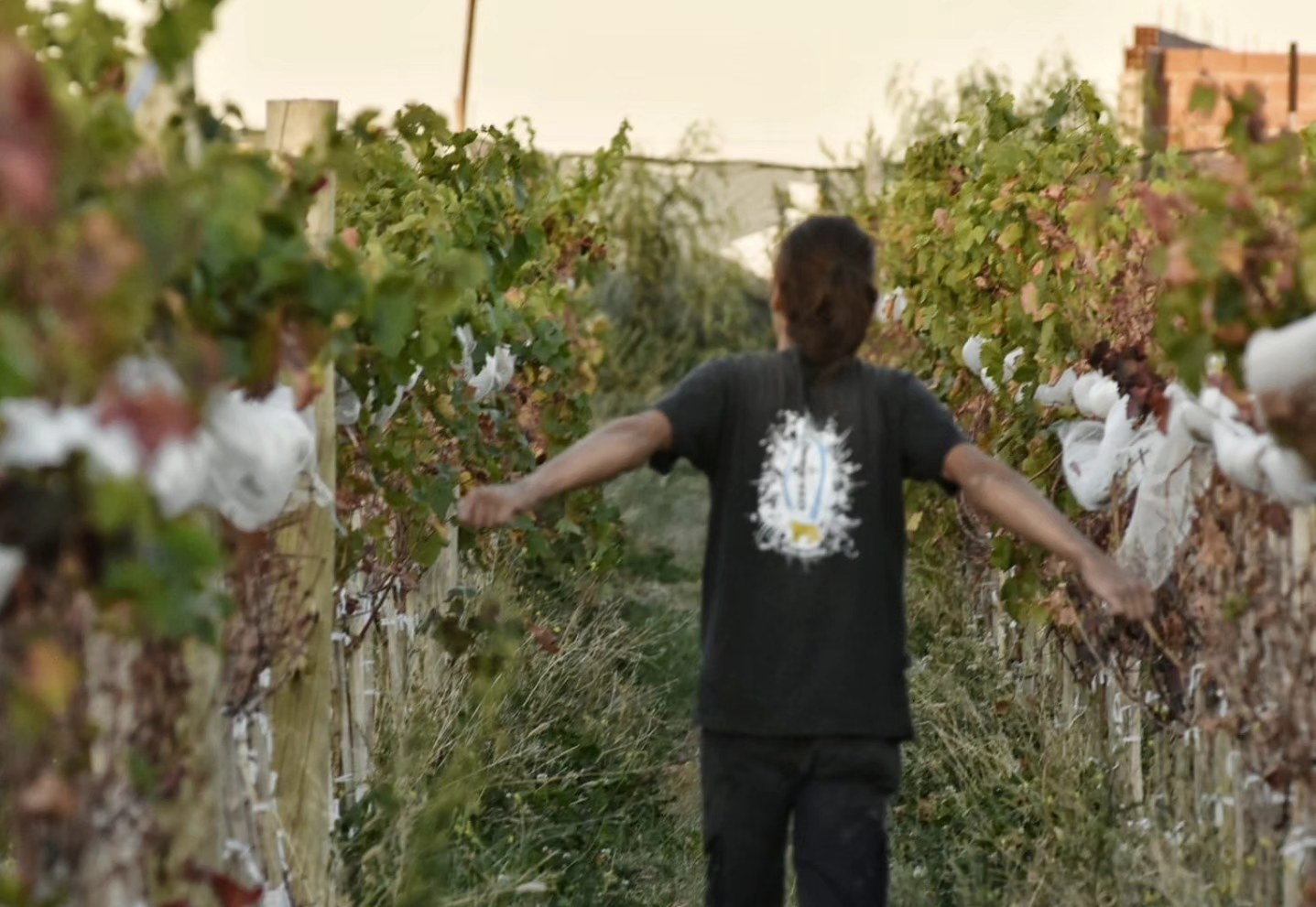 De ingeniero a bodeguero: el vino artesanal de Huincul