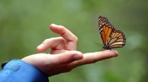 Imagen de Qué significa que aparezcan mariposas: el revelador mensaje oculto detrás de su visita