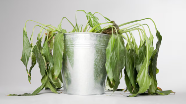 Tip express: ¿Tu planta se cae y no sabés por qué? El truco que puede salvarla en 48 horas