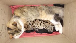 La tierna recuperación del puma rescatado del choque fatal en el Parque Nahuel Huapi: «Con el cariño de una gata»