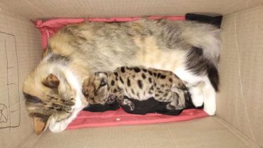 La tierna recuperación del puma rescatado del choque fatal en el Parque Nahuel Huapi: «Con el cariño de una gata»