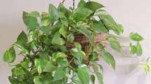 Imagen de Cómo cuidar un potus con vinagre de manzana: el truco casero que mejora su crecimiento