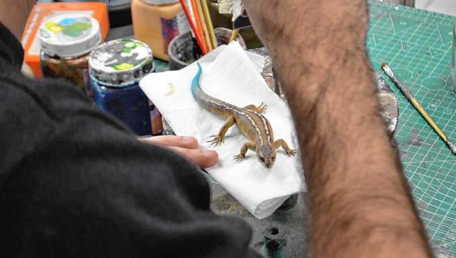 Reconstrucción del nuevo lagarto fósil de la Patagonia. Foto: gentileza. 