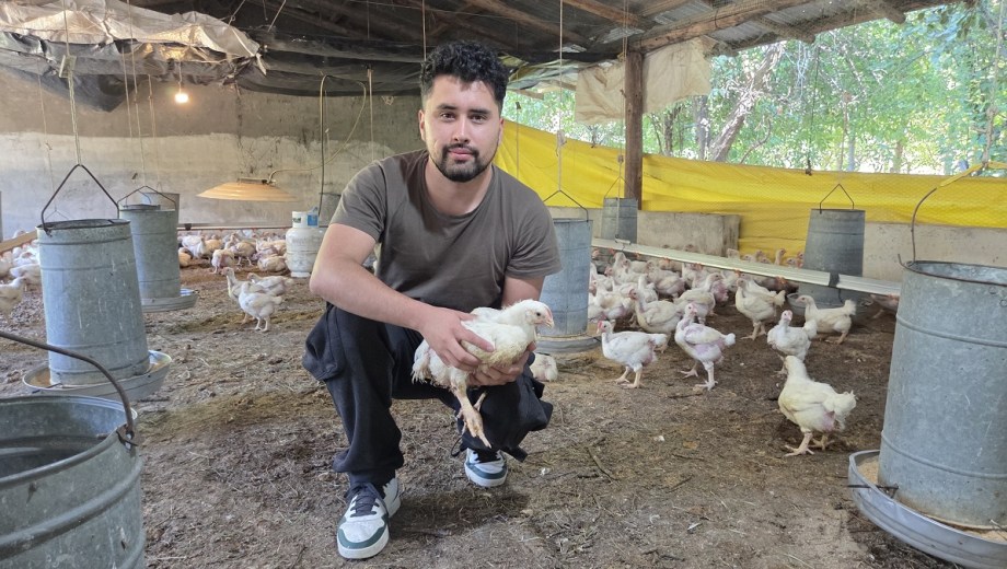 Leandro Paredes en su criadero de pollos parrilleros.