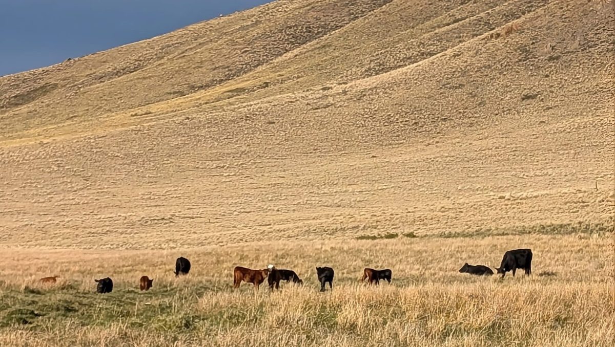 Fortín Chacabuco. El proceso incluyó además un contexto de alta variabilidad climática, con una sequía marcada en 2021.