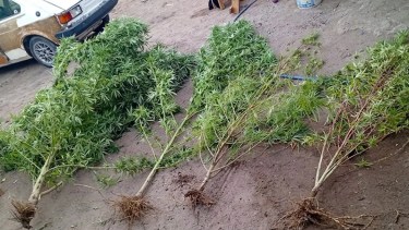 Allanamiento en Neuquén: plantas de cannabis, un inhibidor y un demorado en un operativo que abrió nuevas sospechas