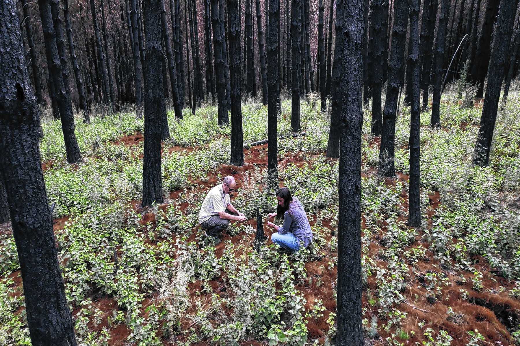 Conicet lanza micros de divulgación científica por los incendios en la Patagonia