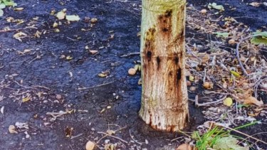 El INTA detectó un «hongo falso» en nogales del Valle Inferior de Río Negro: qué recomiendan