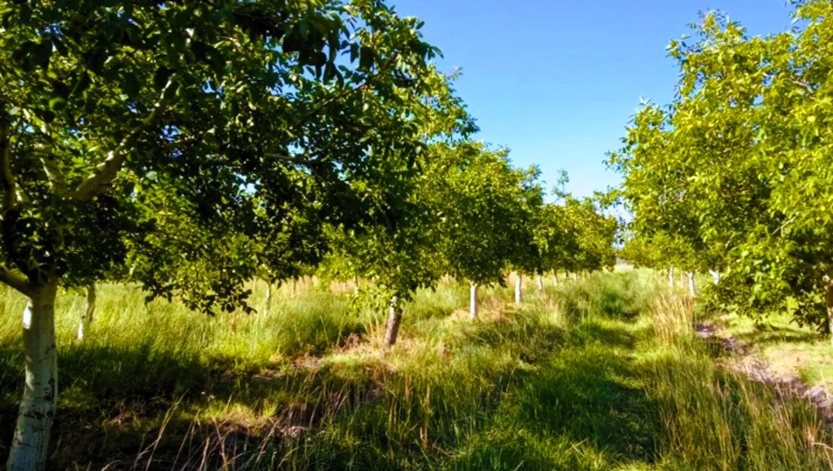 Nogales del Valle Inferior en Río Negro. Foto: INTA.
