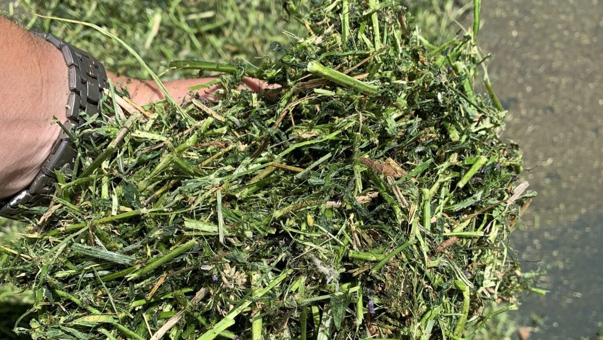 En otoño suelen darse insuficientes consumos de materia seca por el alto contenido de agua en los recursos forrajeros.