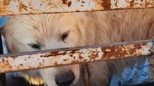 Lo natural gana terreno en Bariloche: por qué los hongos transforman la medicina veterinaria