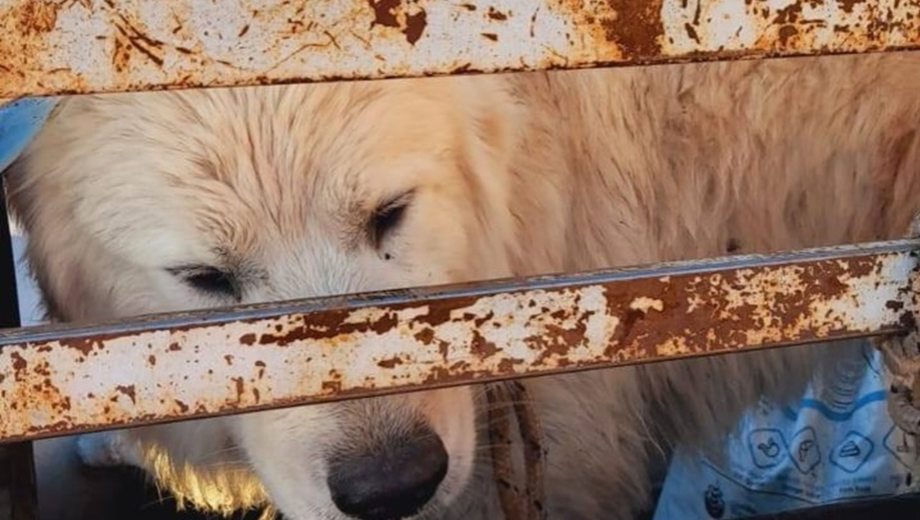 El perro fue atendido por un veterinario tras el impacto. Foto: gentileza.