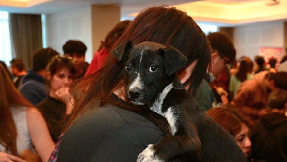 Una feria con adopciones de perros. Foto: Gentileza.