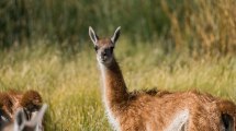 Imagen de Las rutas invisibles del guanaco en la Patagonia y su sorprendente memoria cultural migratoria