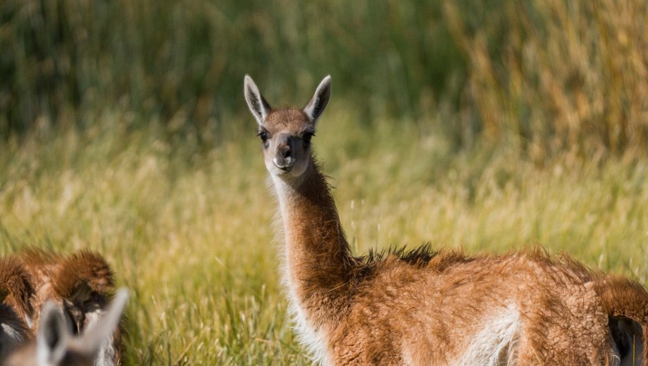 El guanaco es uno de los mamíferos más altos de la fauna sudamericana. Fotos: Agustina Ojeda - Franco Bucci. Gentileza Rewilding Argentina. 
