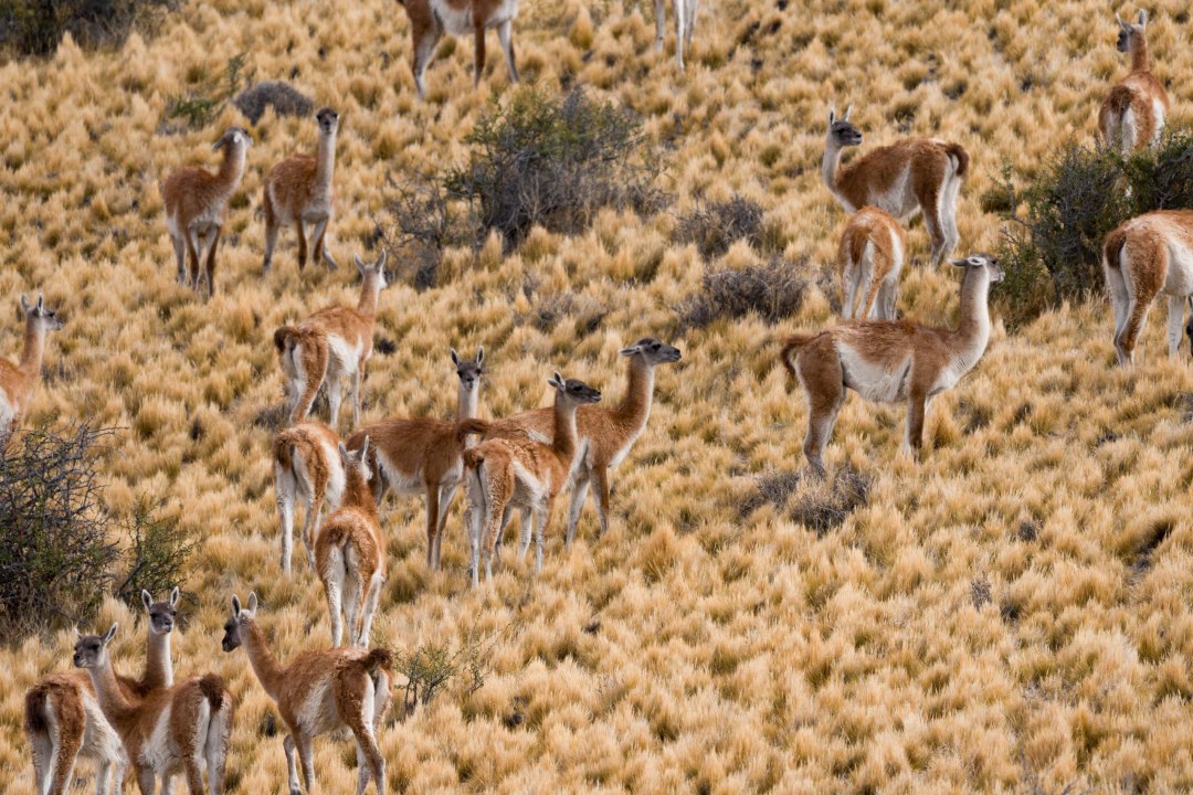 Guanacos en Patagonia: migraci&oacute;n no es solo instinto