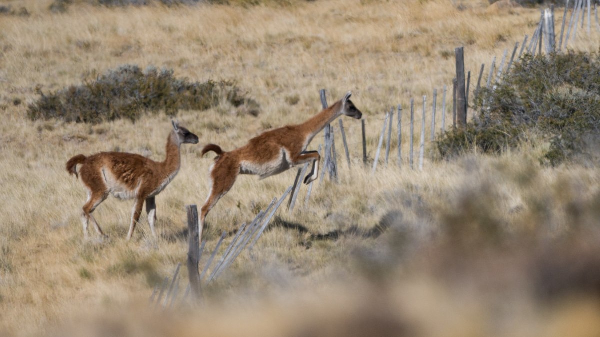 Guanacos en Patagonia: migraci&oacute;n no es solo instinto