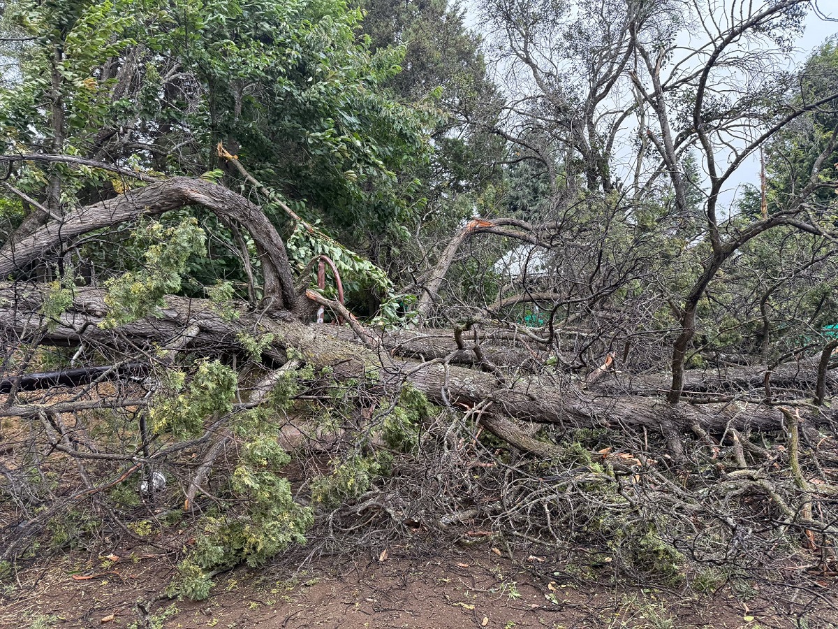 Condenan al municipio de Bariloche a pagar más de 5 millones por daños de rama caída