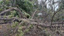 Imagen de Otro fallo en contra del municipio de Bariloche por los daños que causó la caída de un árbol