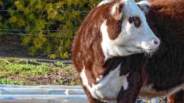 Ganadería | La pregunta de los invernadores: ¿recriar hasta los 380 kilos o engordar hasta los 450?