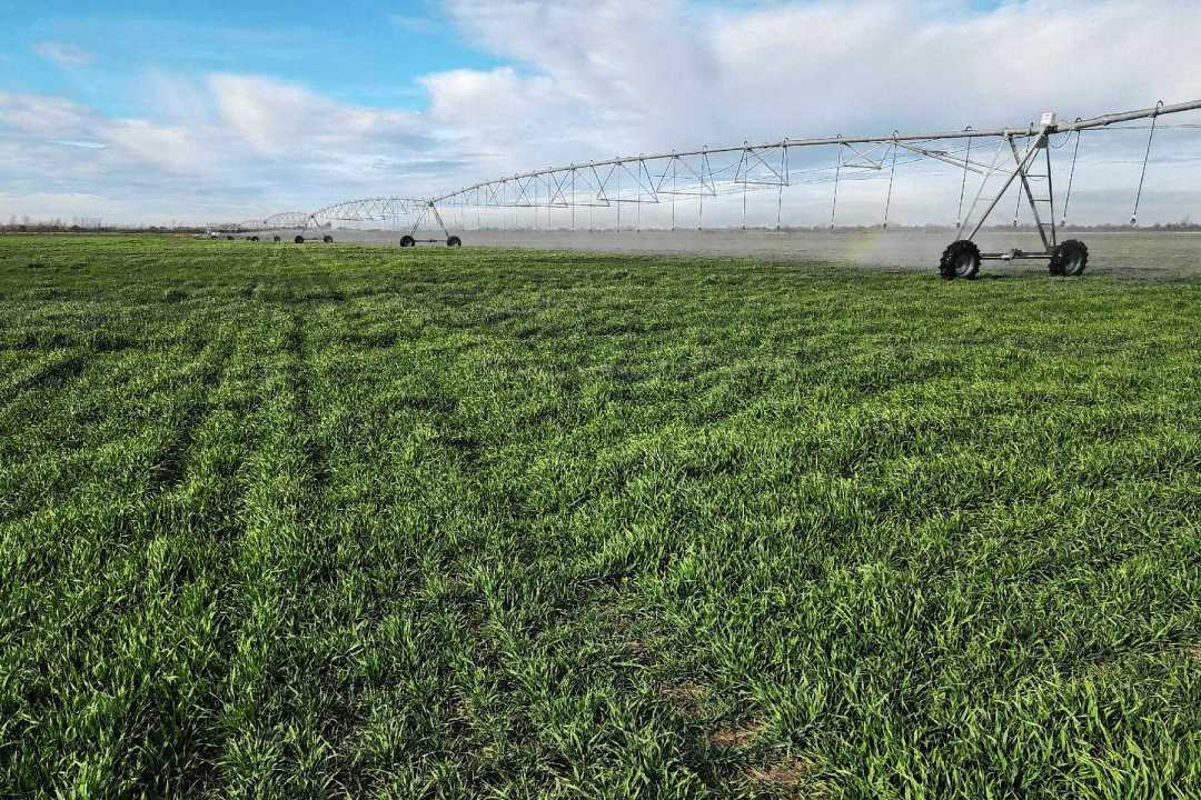 Avena bajo riego en el Valle Medio del río Negro. Hoy, las condiciones para regar en el norte de la Patagonia son mucho mejores que hace unos meses atrás. 