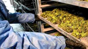 Cannabis medicinal y cáñamo: Argentina y Brasil estrechan lazos por el futuro de una cadena productiva