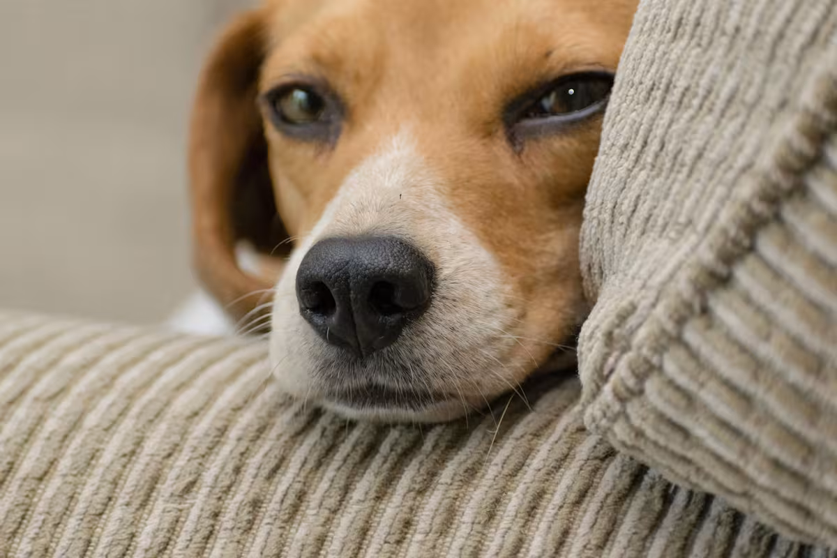 Imagen de Ansiedad por separación en mascotas: el problema silencioso que afecta a perros y gatos en cada vez más hogares