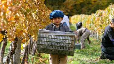 En fotos, toda la celebración de la primera vendimia en la Estancia Chimehuín