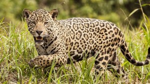 Buscan nombre para el nuevo yaguareté del Parque Nacional Río Pilcomayo: cómo votar