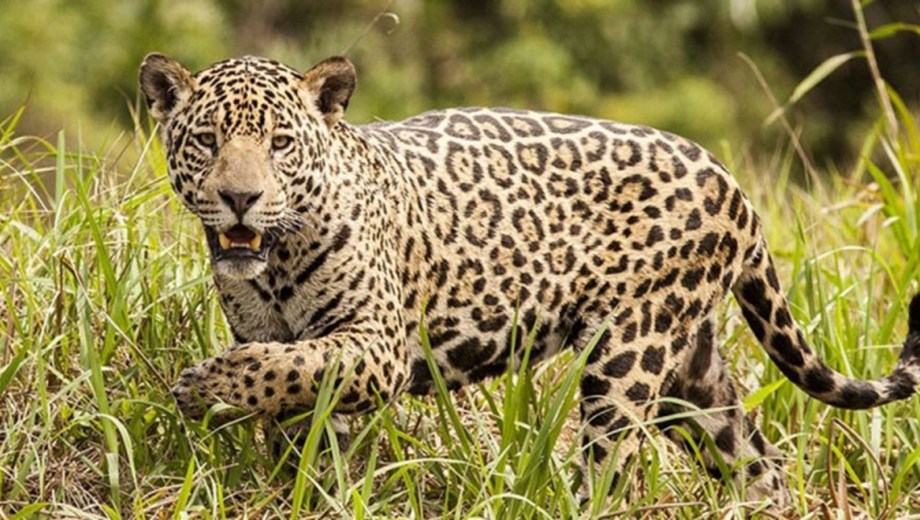 Convocatoria a la ciudadanía para elegir el nombre del último yaguareté identificado. Foto: Gentileza.
