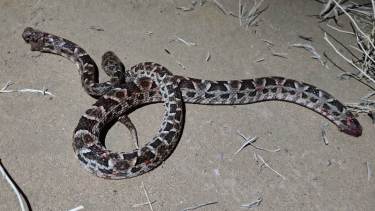 Llamativamente oscura y de gran tamaño: cómo era la yarará que encontraron en una chacra de Cutral Co