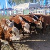 Imagen de Fiesta Provincial del Ternero en Choele Choel: un gran marco de público le puso color a la jornada del sábado