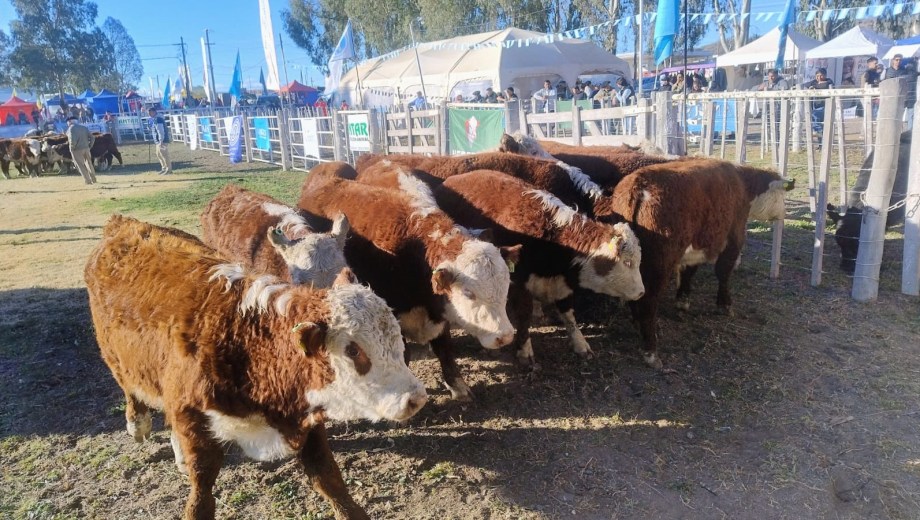 La jura de animales se realizó en la tarde del sábado en el predio de la Sociedad Rural de Choele Choel.