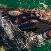 Imagen de Un hallazgo inédito en Las Grutas: registran a ballenas francas con “huéspedes rojizos” propios de las jorobada