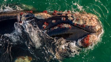 Un hallazgo inédito en Las Grutas: registran a ballenas francas con “huéspedes rojizos” propios de las jorobada