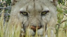 Imagen de Salir a buscar al puma: la experiencia que transforma la mirada en el Parque Patagonia